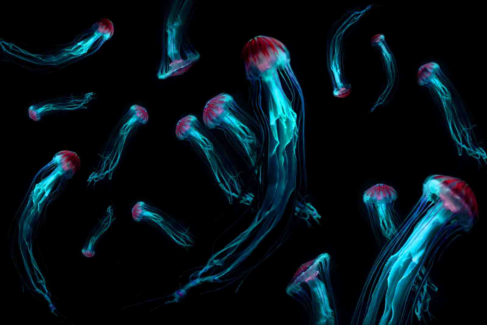 Mystic Jellyfish Bioluminescent Ocean Wall Art