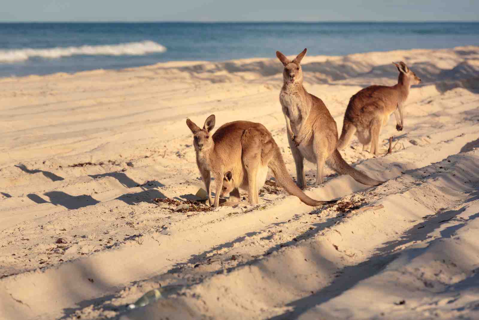 Kangaroos on Beach Serenity Wall Art