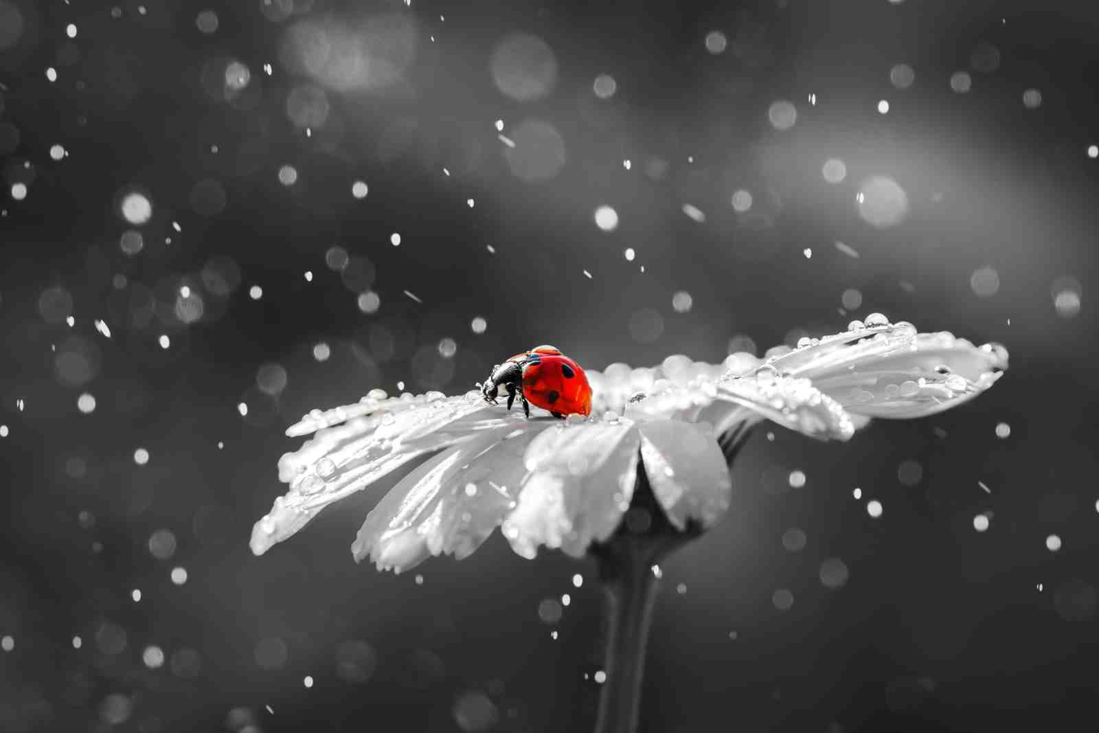 Red Ladybug on Daisy Rain Wall Art