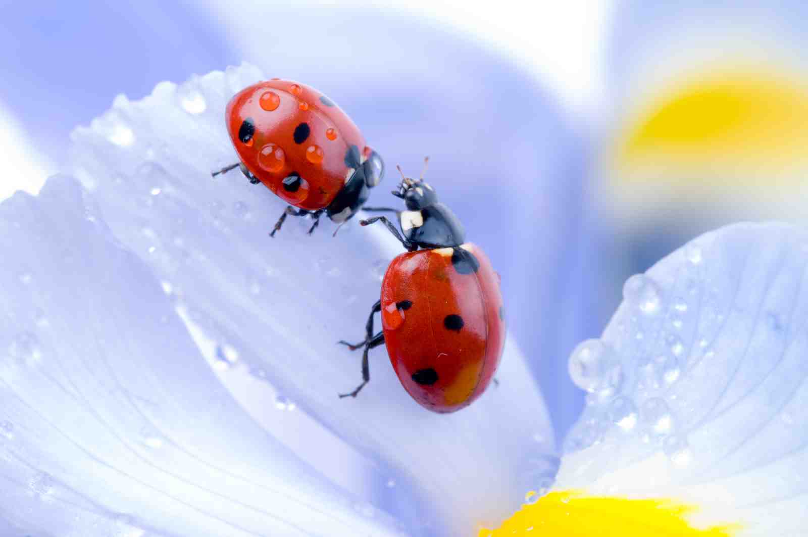Ladybug Macro Nature Photography Wall Art