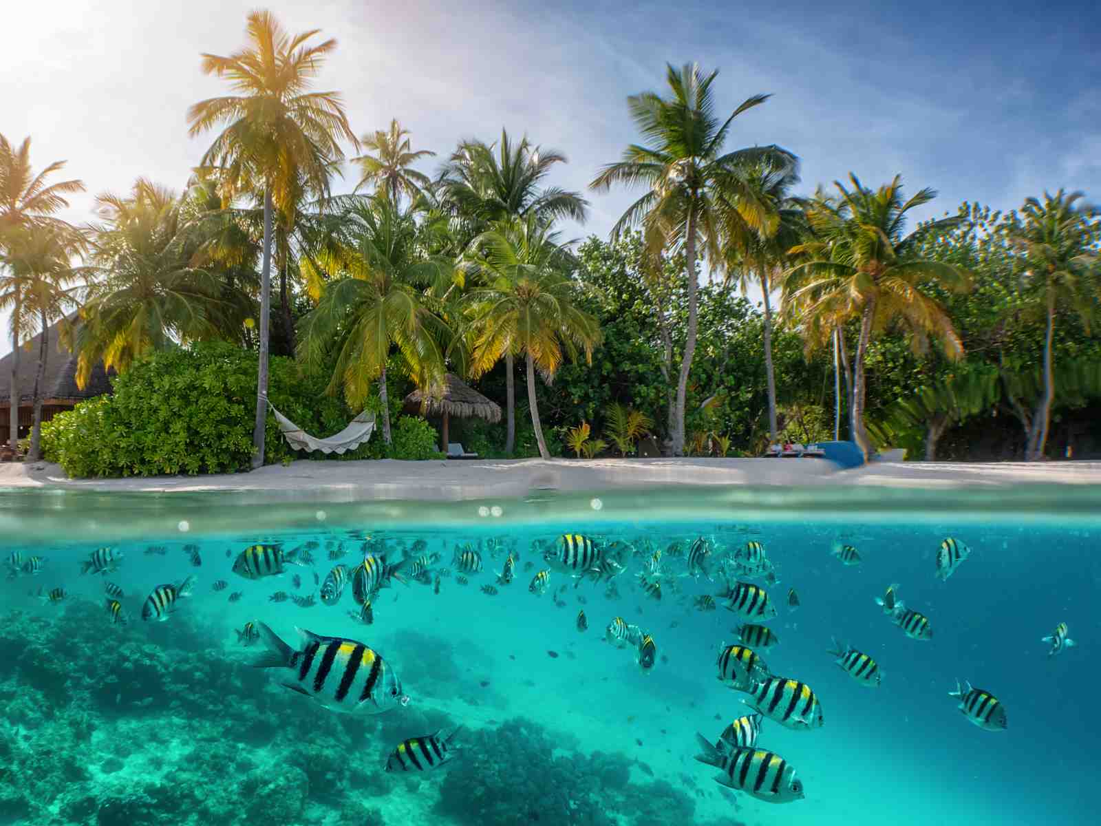 Tropical Paradise Underwater & Beach Wall Art