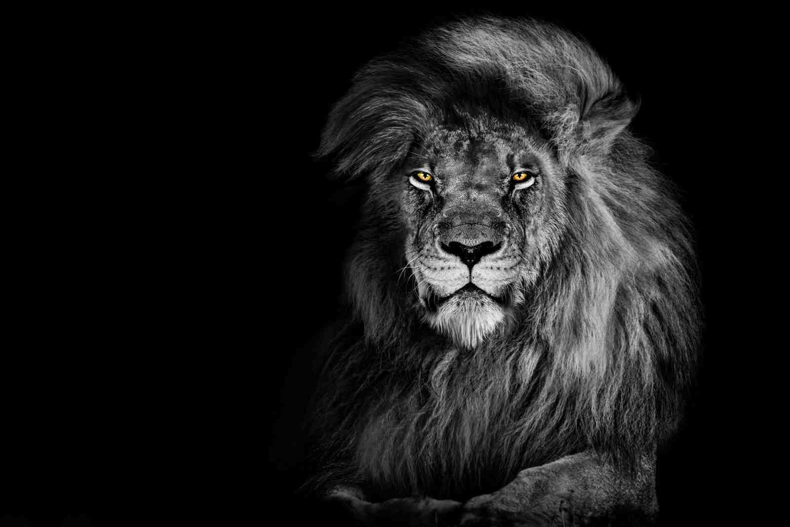 Majestic Lion Portrait Wall Art