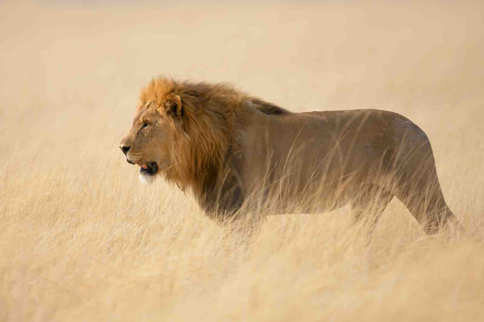Majestic Lion in Golden Savannah Wall Art