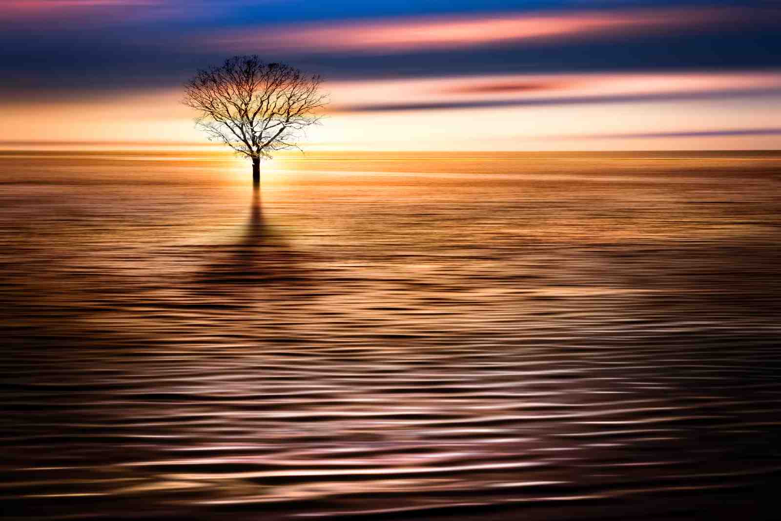 Serene Sunset Tree Wall Art