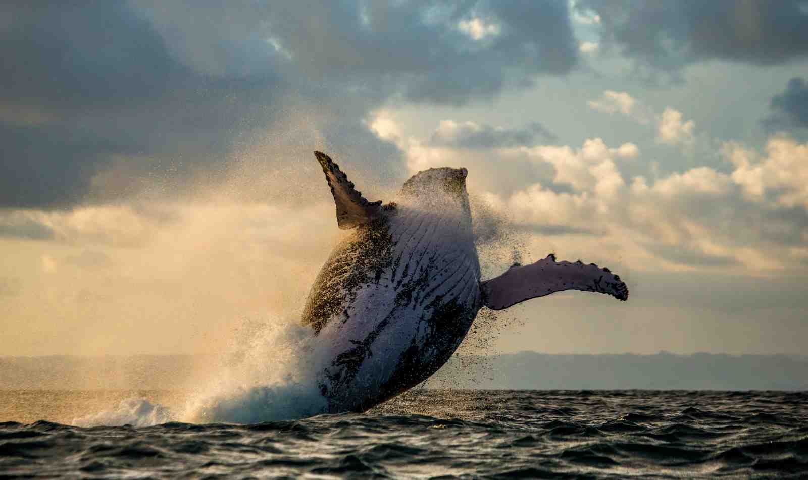 Majestic Humpback Whale Breach Wall Art