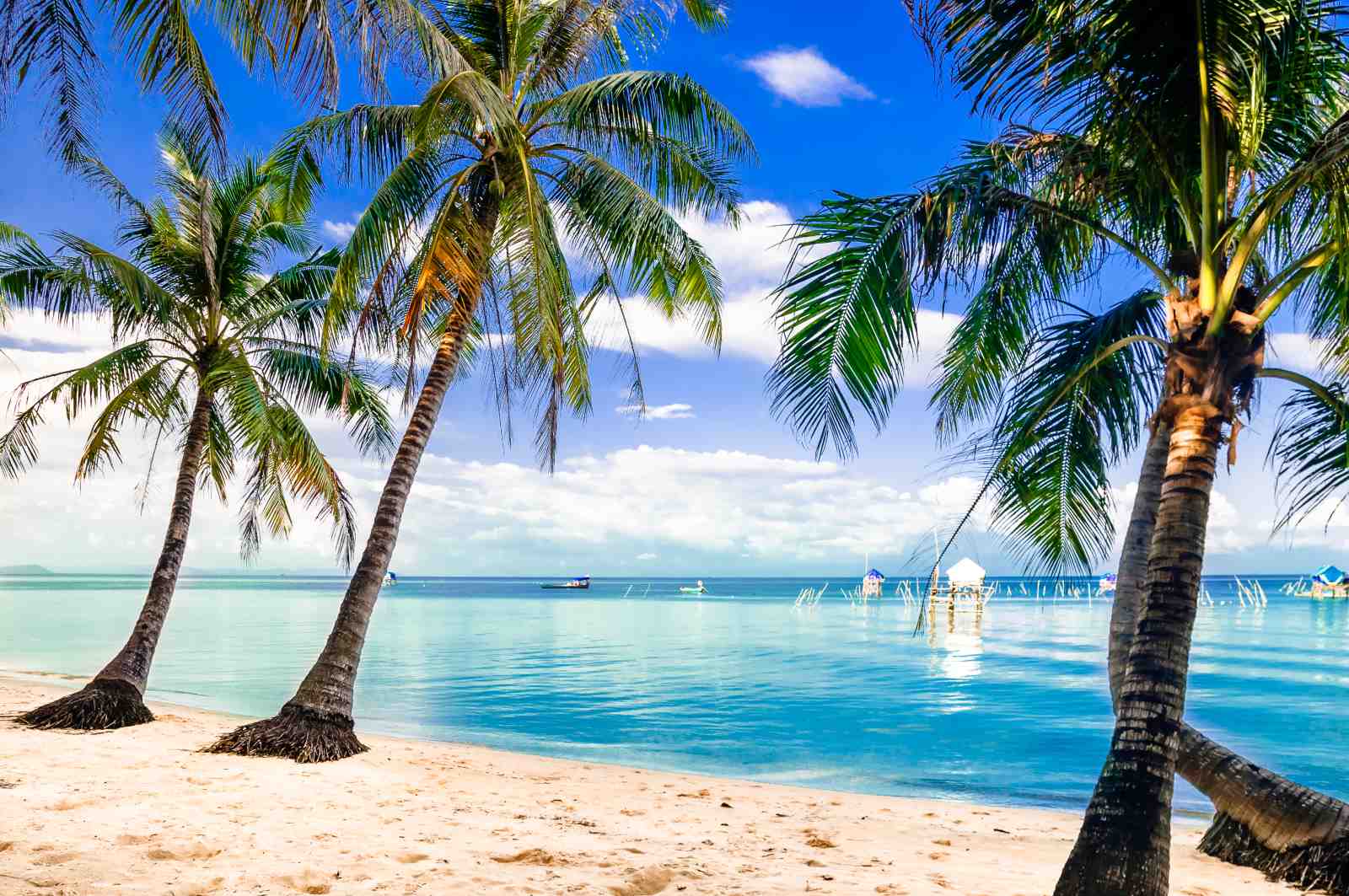 Tropical Paradise Palm Trees Beach Wall Art