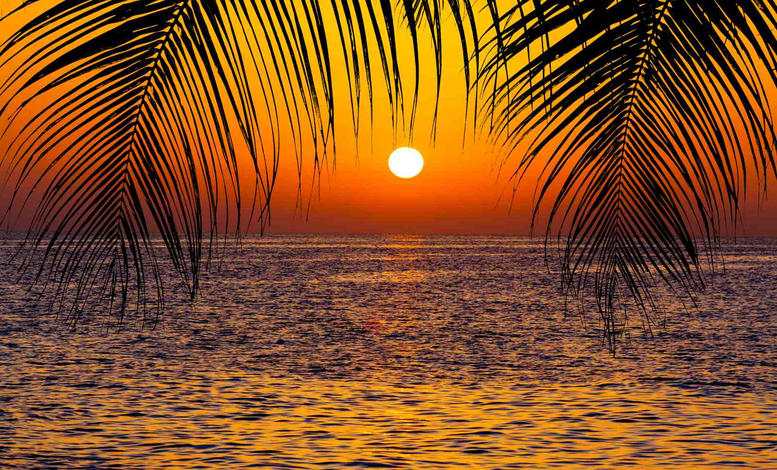 Vibrant Tropical Sunset Palm Wall Art