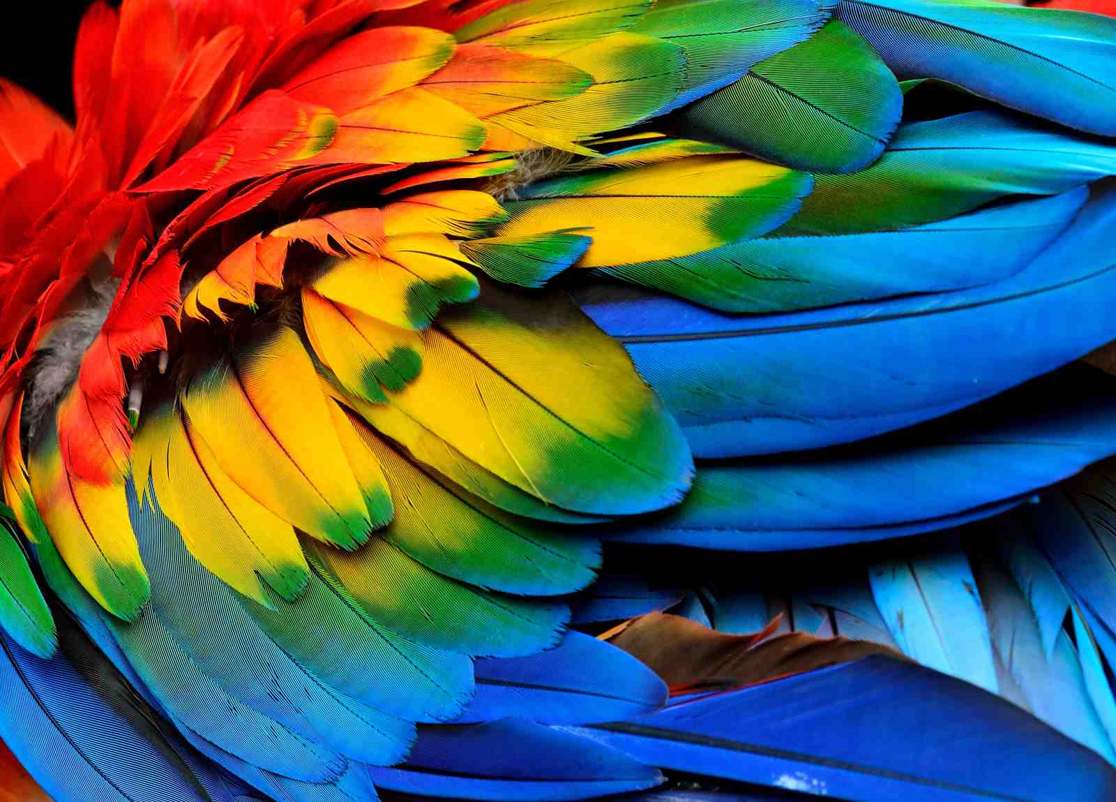 Vibrant Macaw Feathers Tropical Bird Wall Art