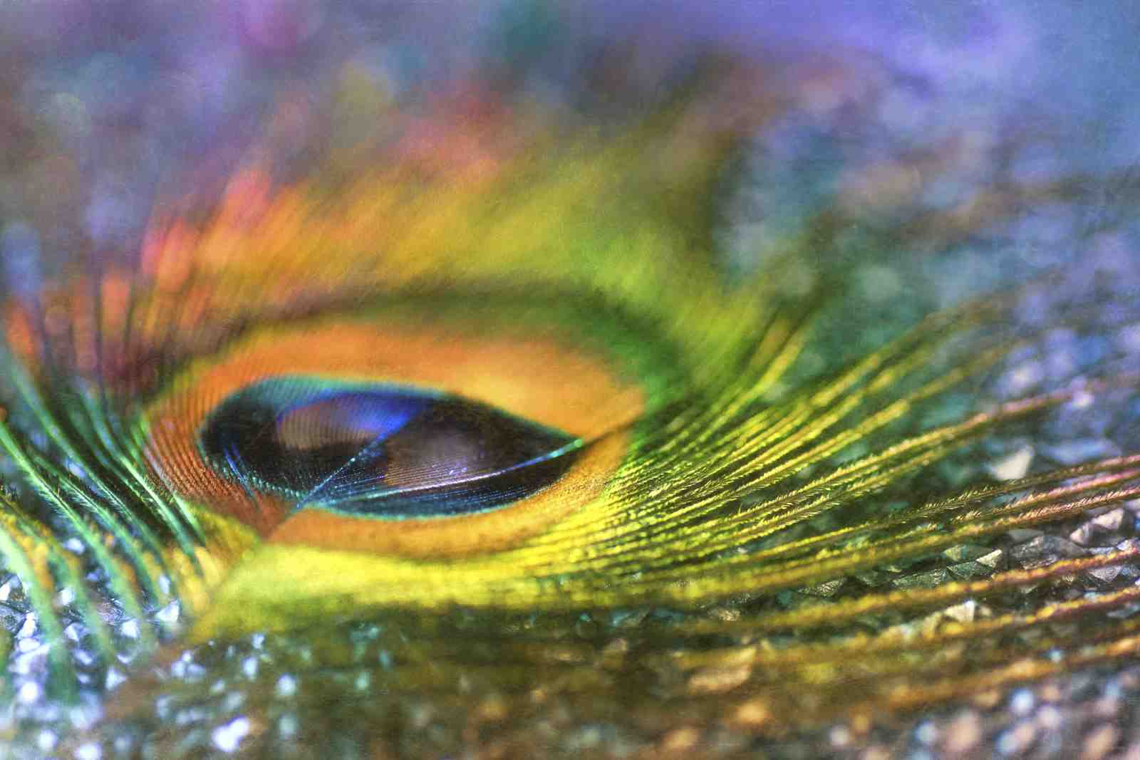 Vibrant Peacock Feather Abstract Wall Art
