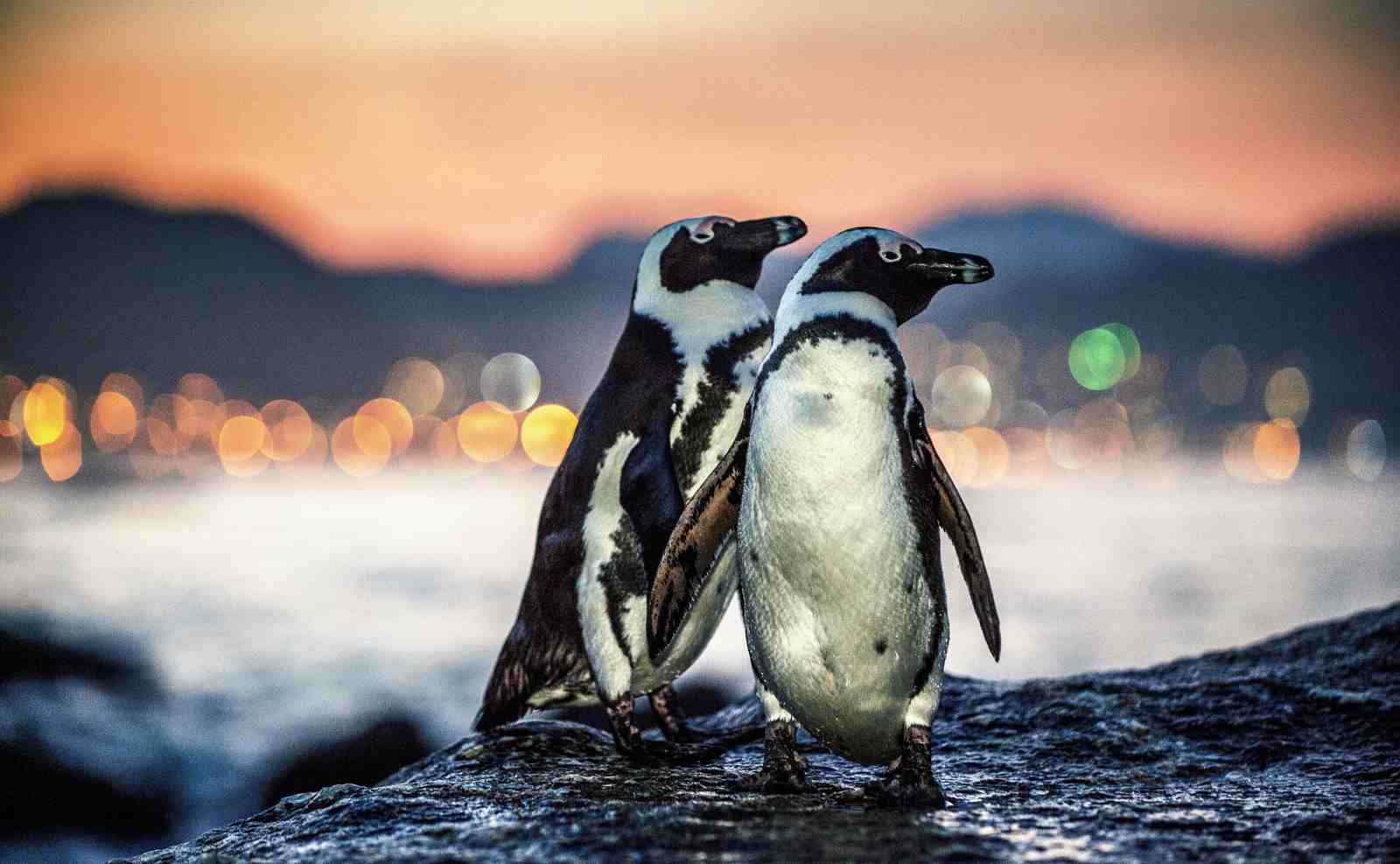 Two Penguins at Sunset Wall Art