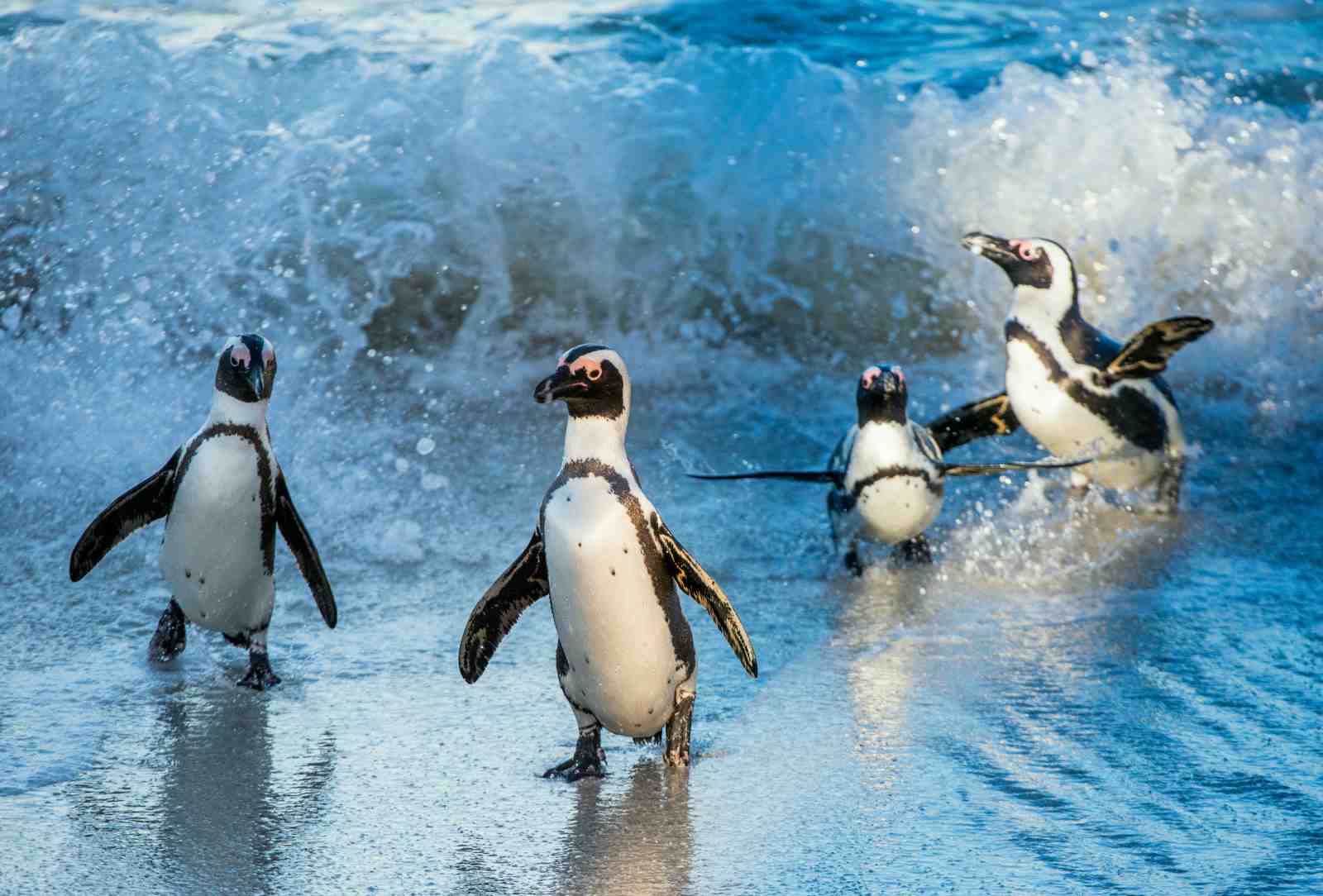 Playful Penguins Beach Scene Wall Art