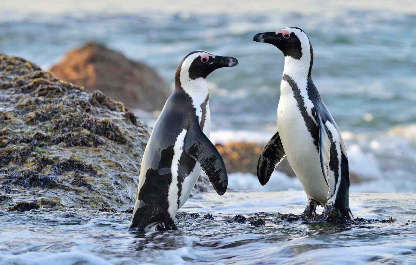 Charming Penguin Duo Beach Scene Wall Art