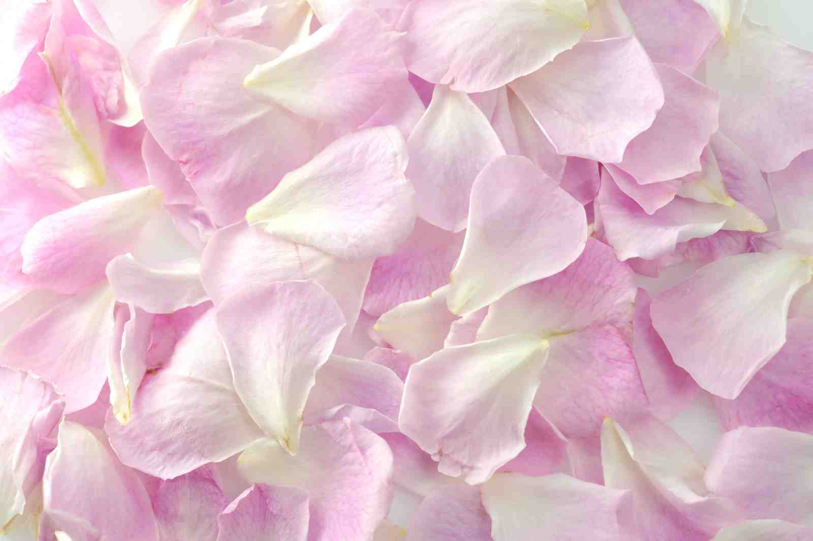 Soft Pink Petals Floral Art Wall Art