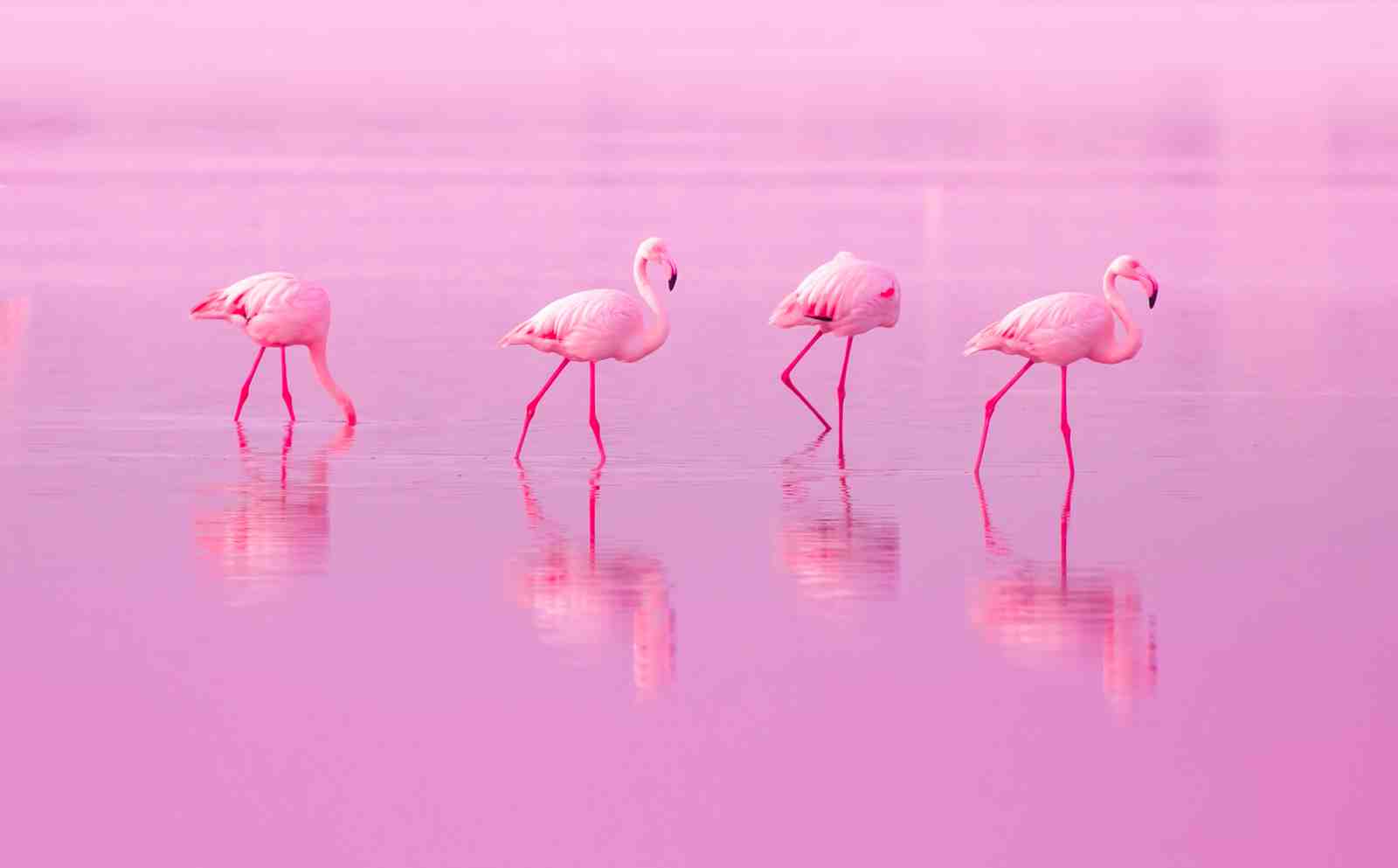 Serene Flamingo Flock Pink Lake Wall Art