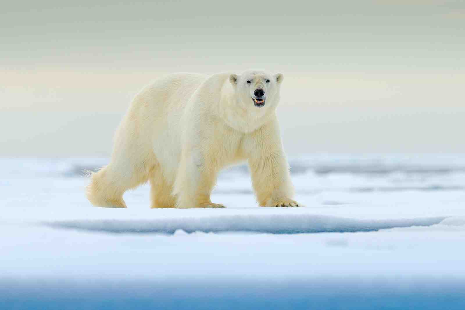 Majestic Polar Bear Arctic Wildlife Wall Art