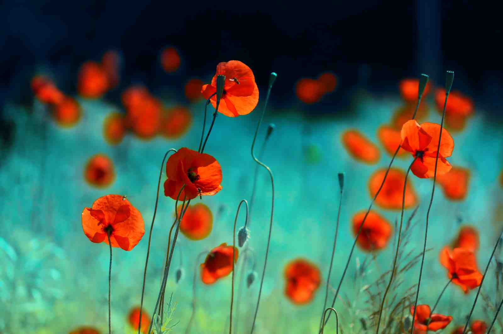 Vibrant Red Poppies Field Wall Art