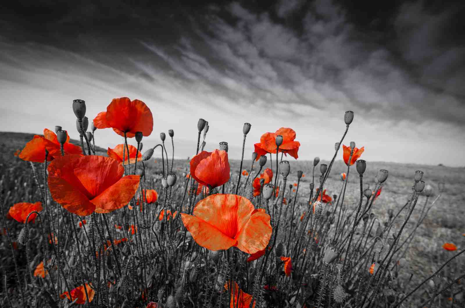 Vibrant Red Poppy Field Wall Art