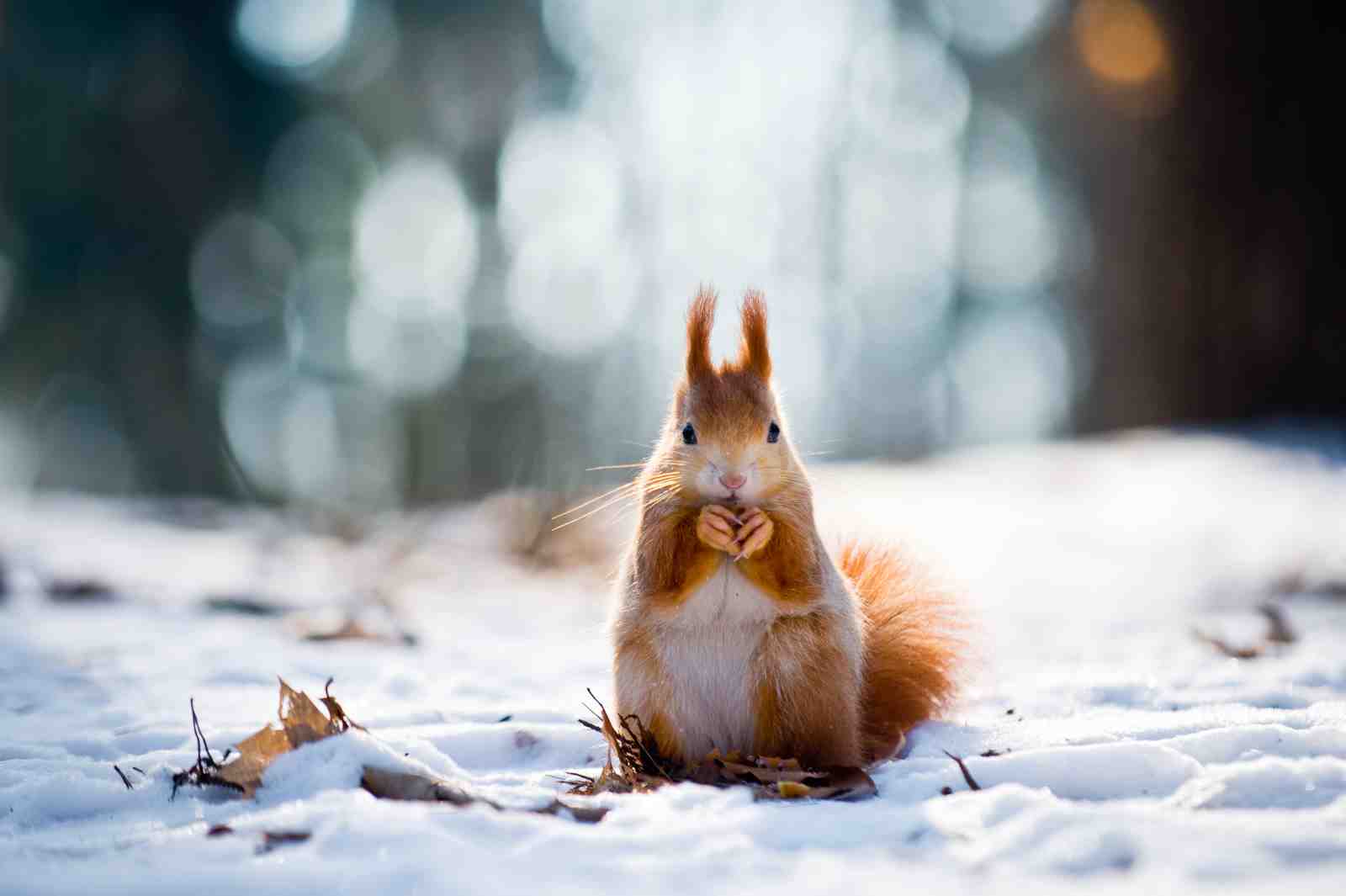 Adorable Squirrel Winter Scene Wall Art