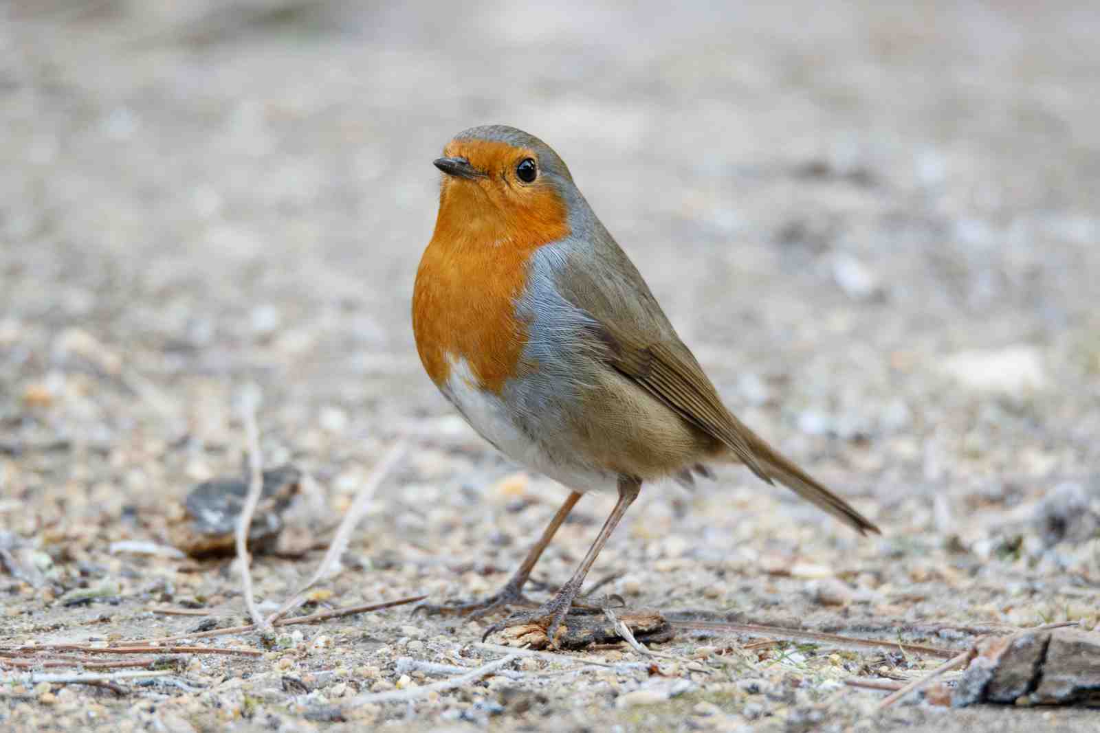Charming Robin on Ground Wall Art