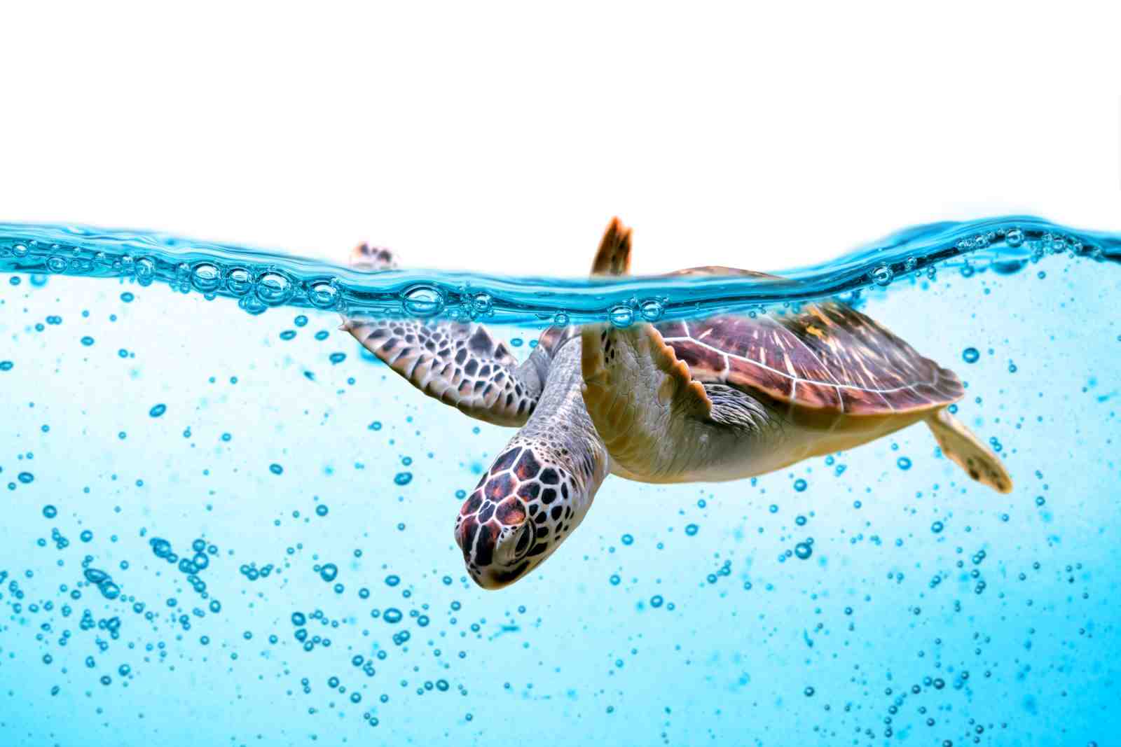 Serene Sea Turtle Underwater Wall Art