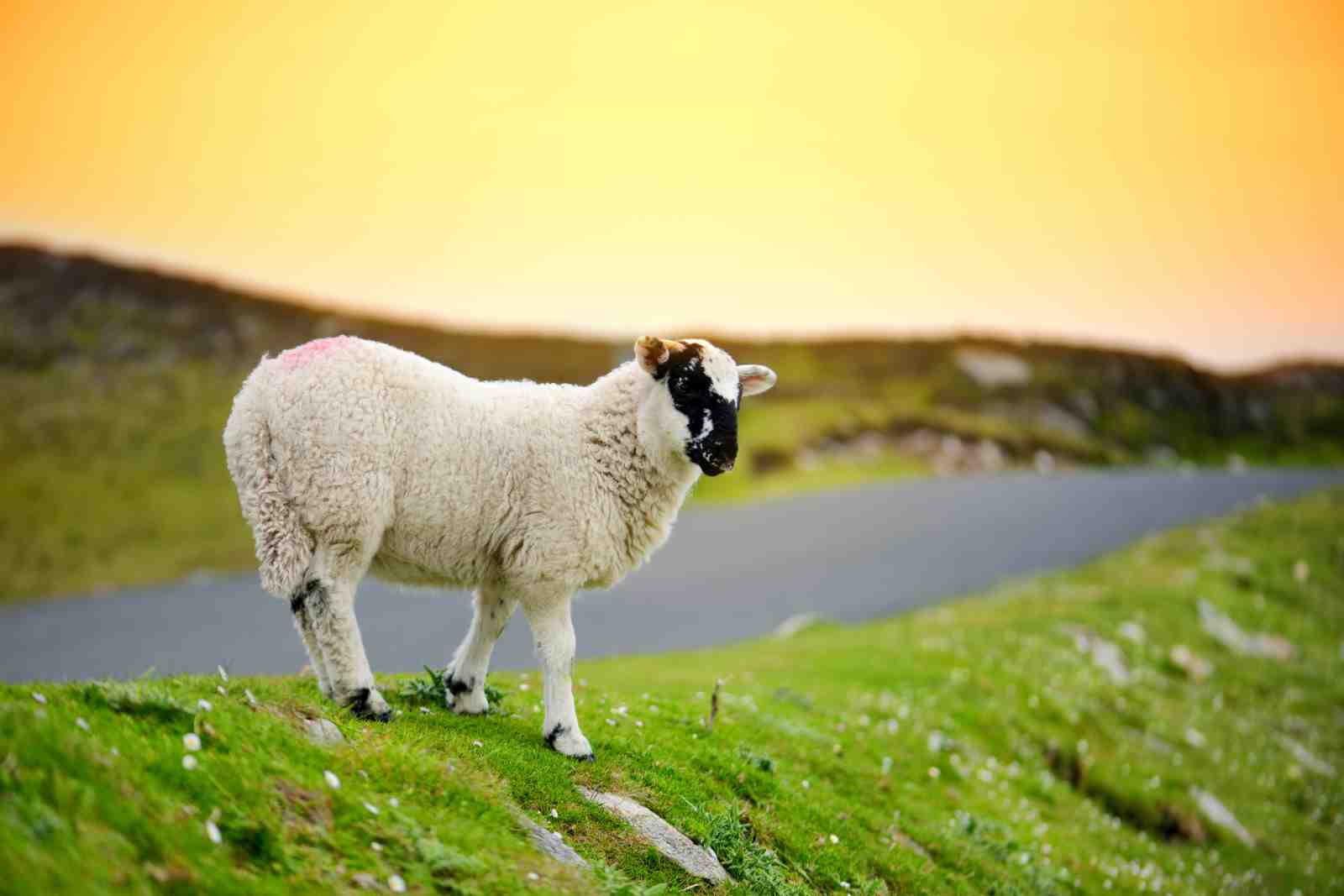 Cute Sheep Landscape Nature Wall Art