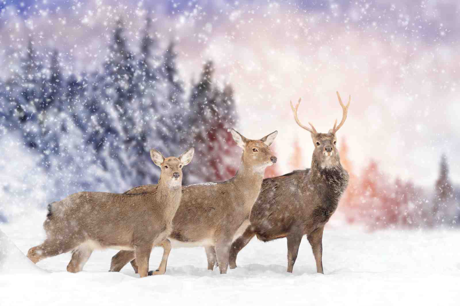 Majestic Winter Deer Family Wall Art