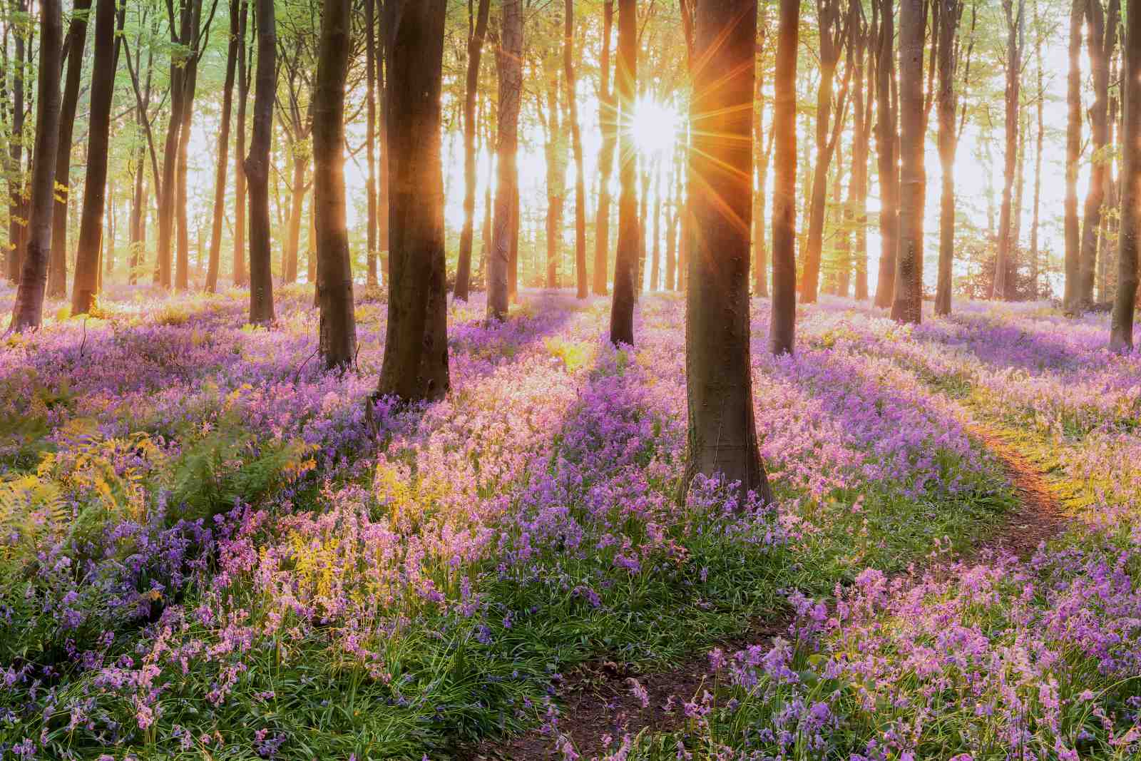Enchanting Bluebell Forest Sunrise Wall Art