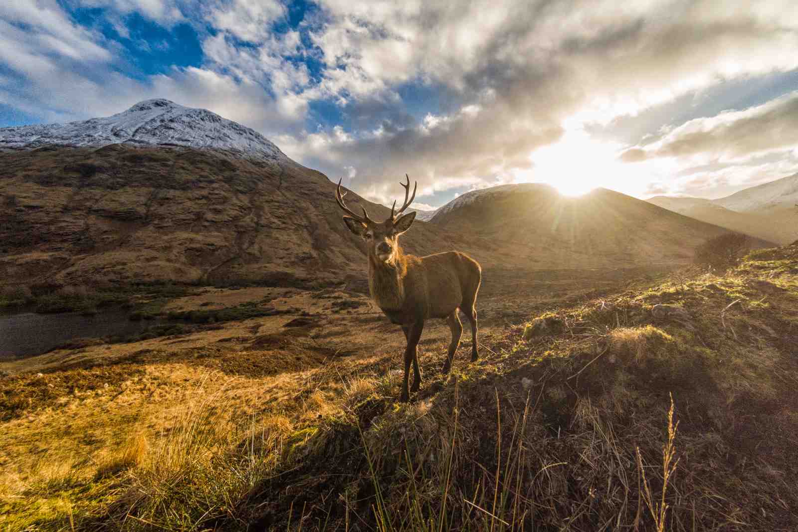 Majestic Stag Highland Landscape Wall Art