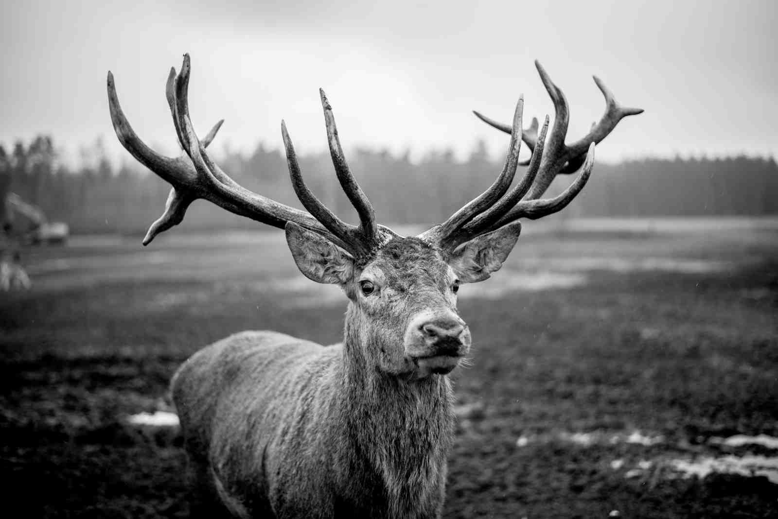 Majestic Stag B&W Wildlife Wall Art