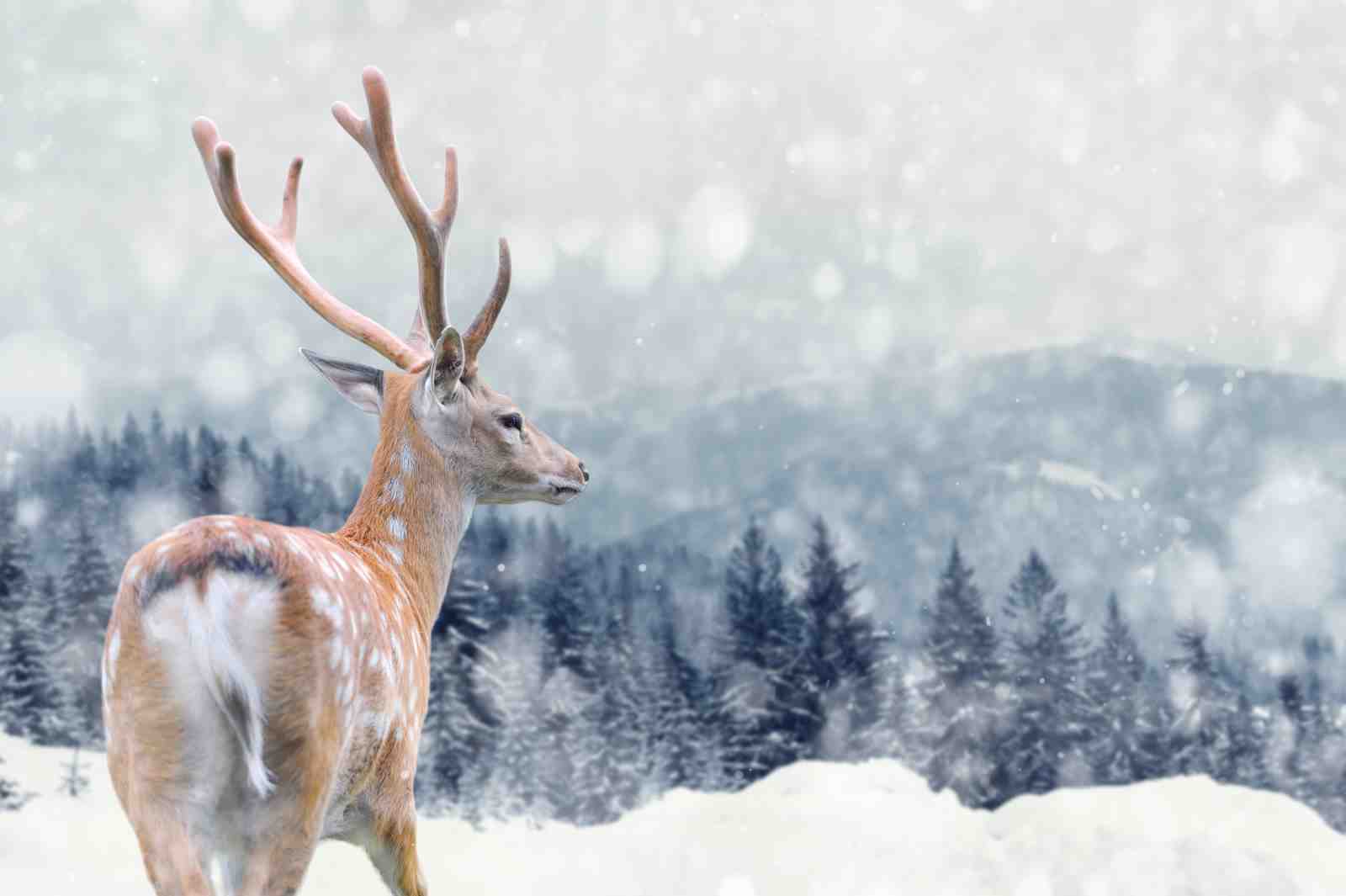 Majestic Deer Snowy Landscape Wall Art