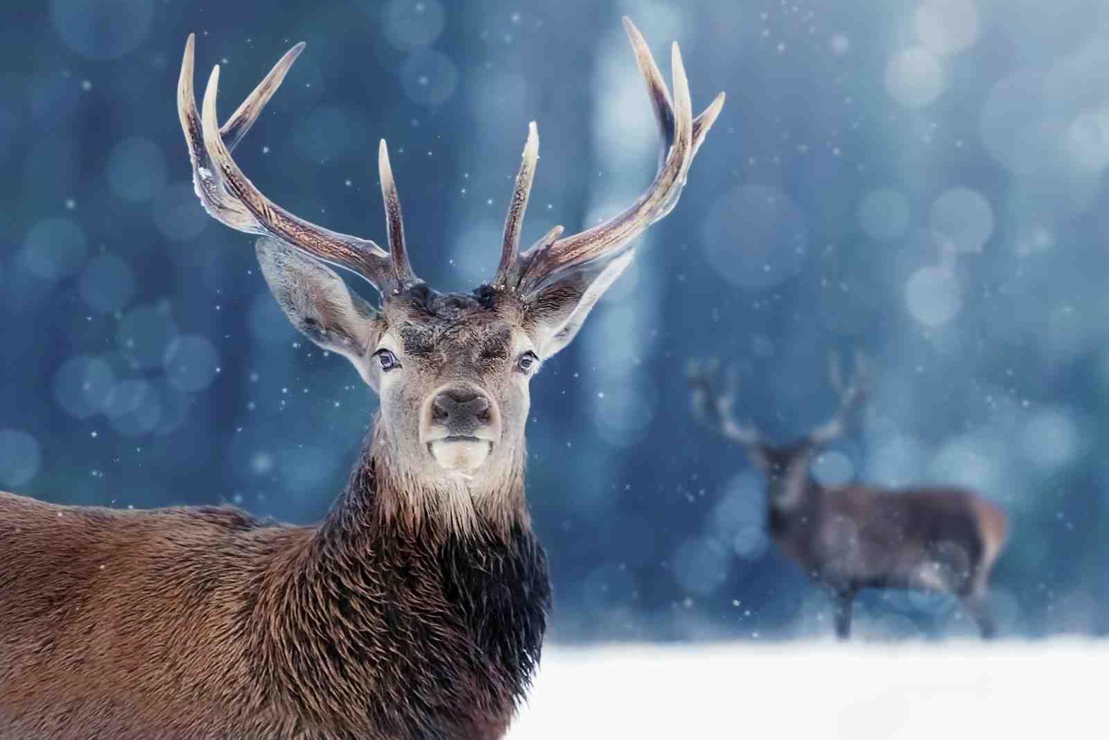 Majestic Stag Winter Forest Wall Art