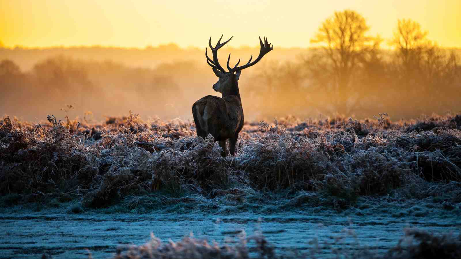 Majestic Stag Frosty Morning Wall Art