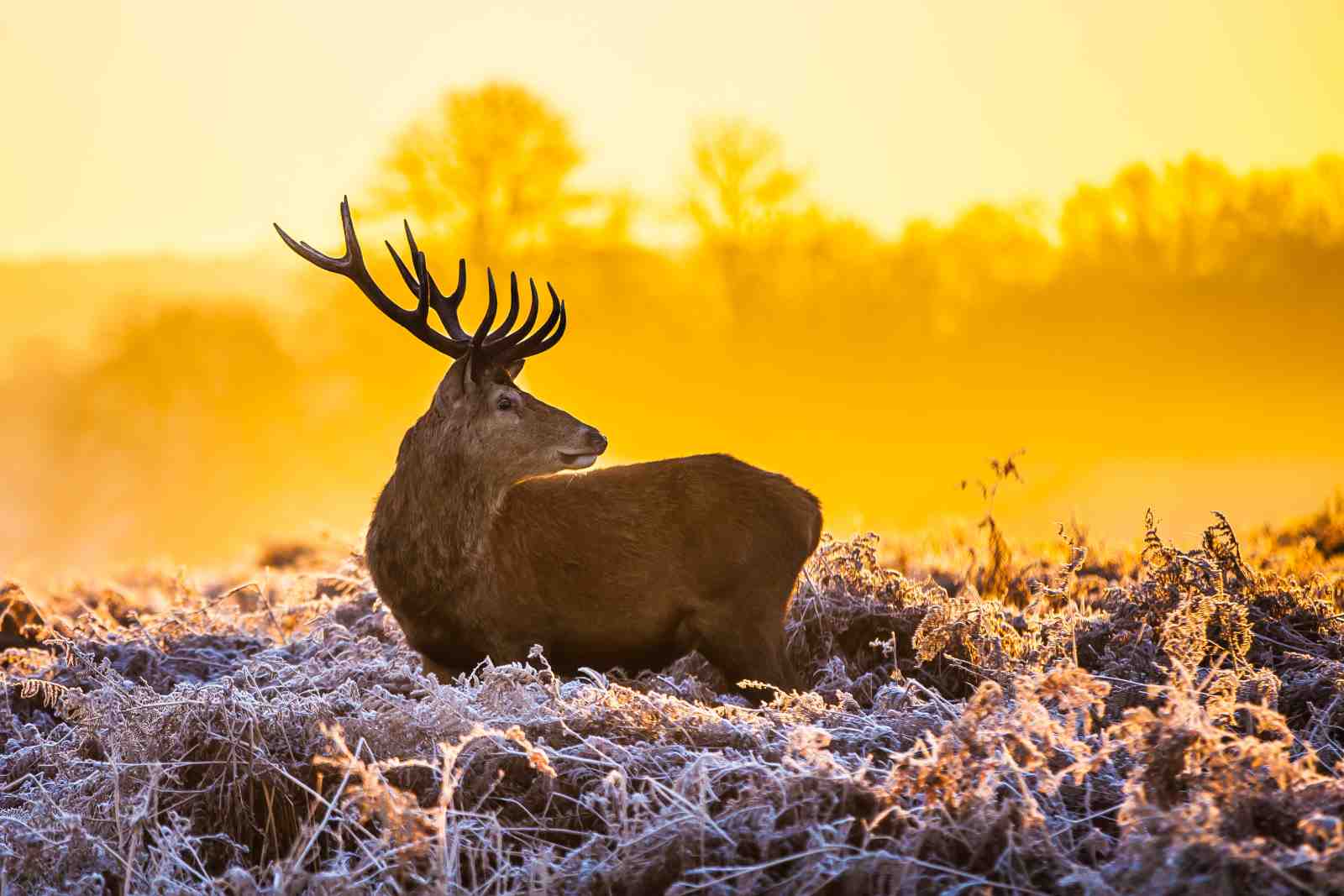 Majestic Stag Sunrise Wildlife Wall Art