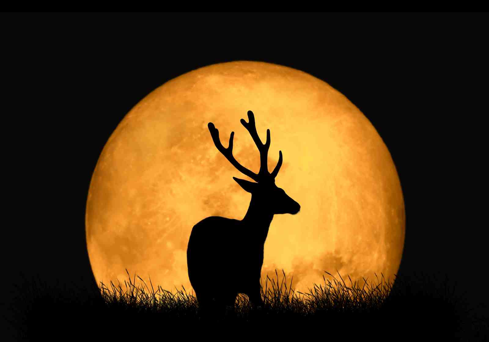Majestic Stag Silhouette Full Moon Wall Art