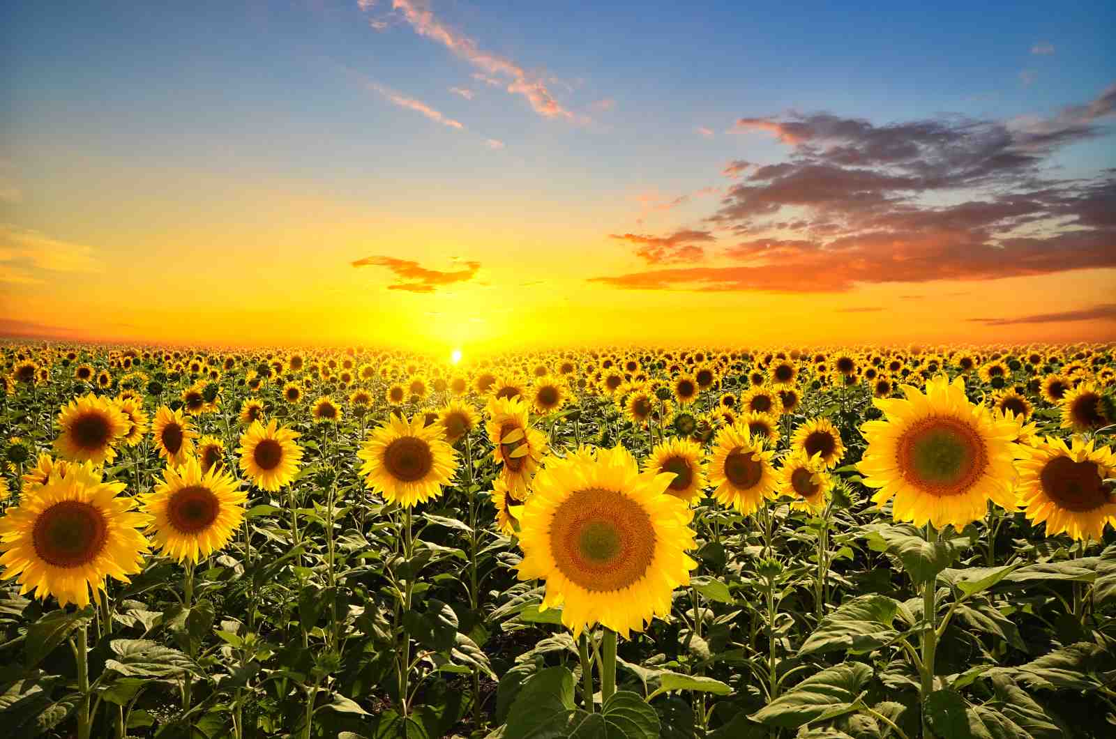 Golden Sunflower Field Sunset Wall Art