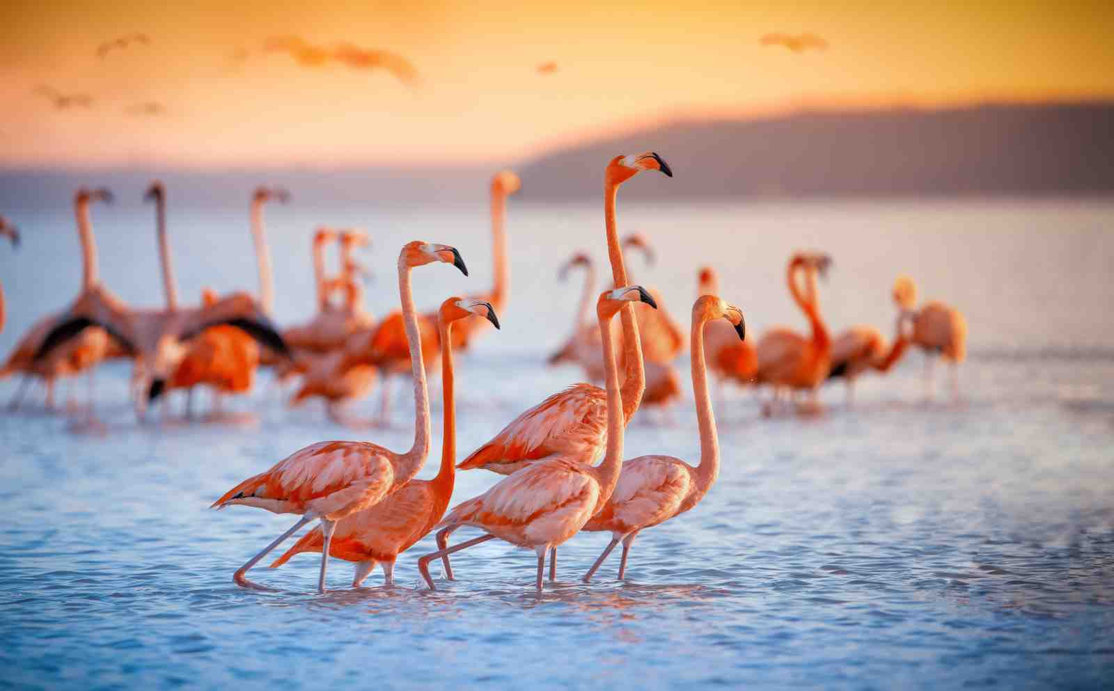 Flamingo Flock Sunset Beach Wall Art