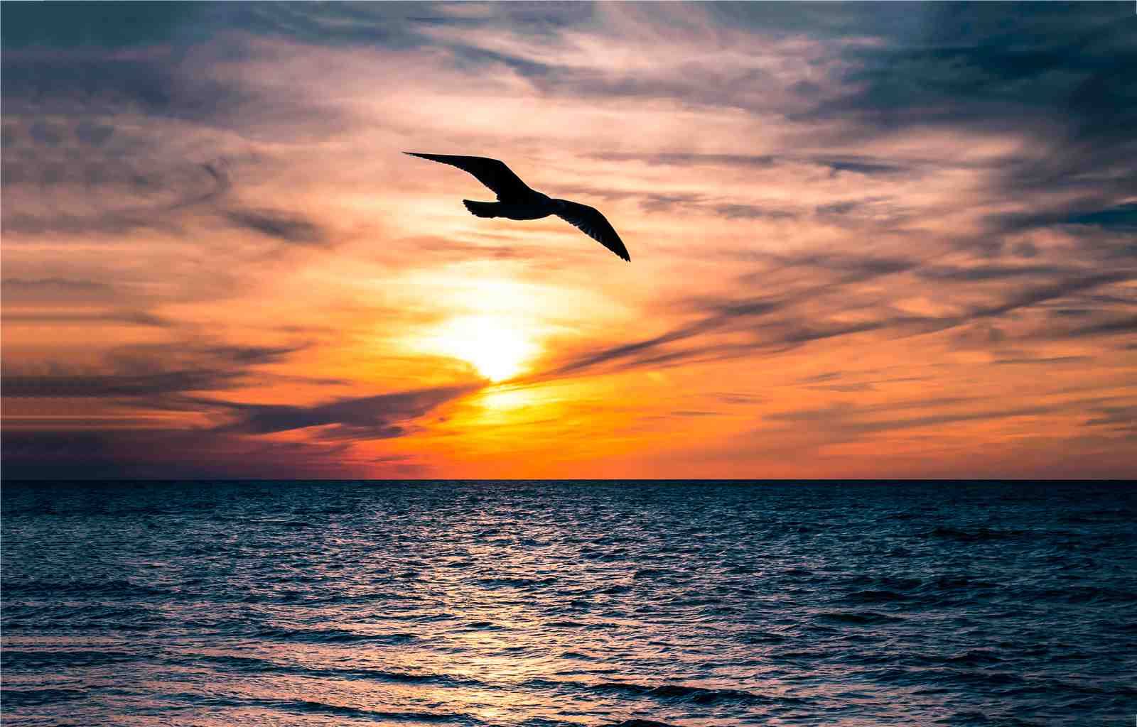 Seagull Sunset Ocean Wall Art Wall Art