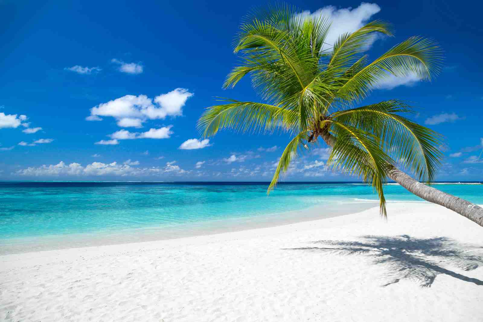 Tropical Paradise Palm Wall Art