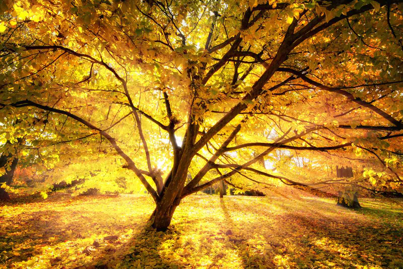 Golden Autumn Tree Landscape Wall Art