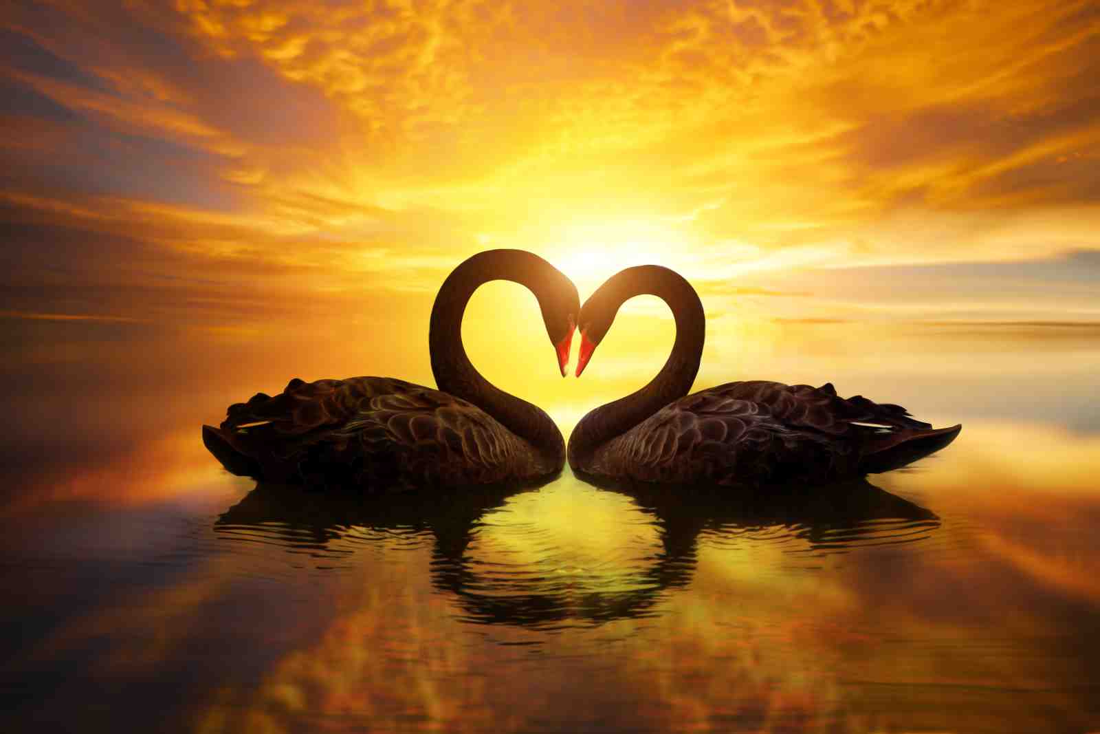 Black Swans Heart Sunset Romance Wall Art