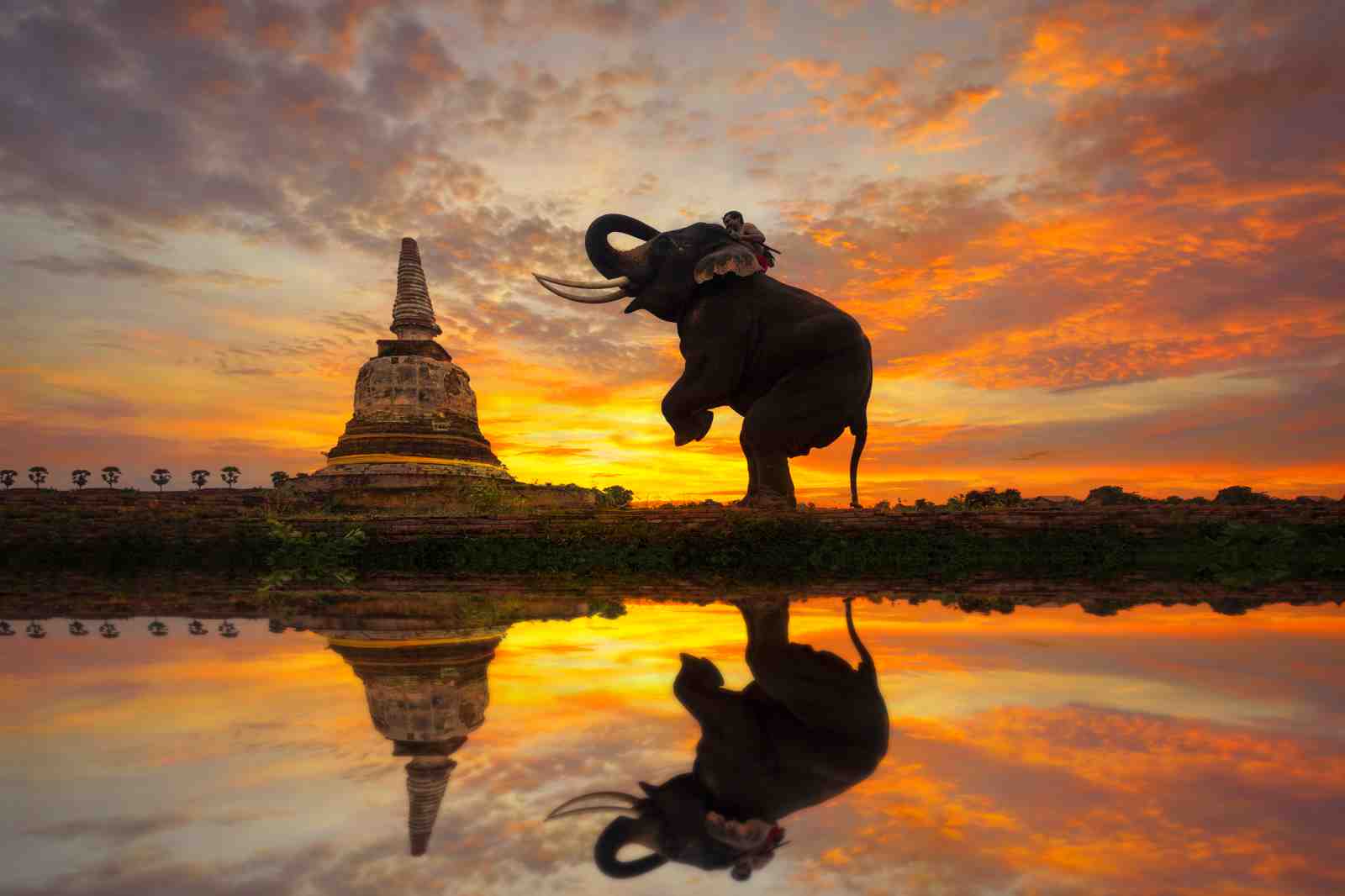 Majestic Elephant Thailand Sunset Wall Art