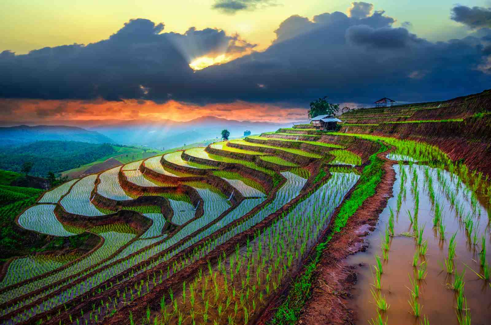 Serene Rice Terraces Sunset Wall Art