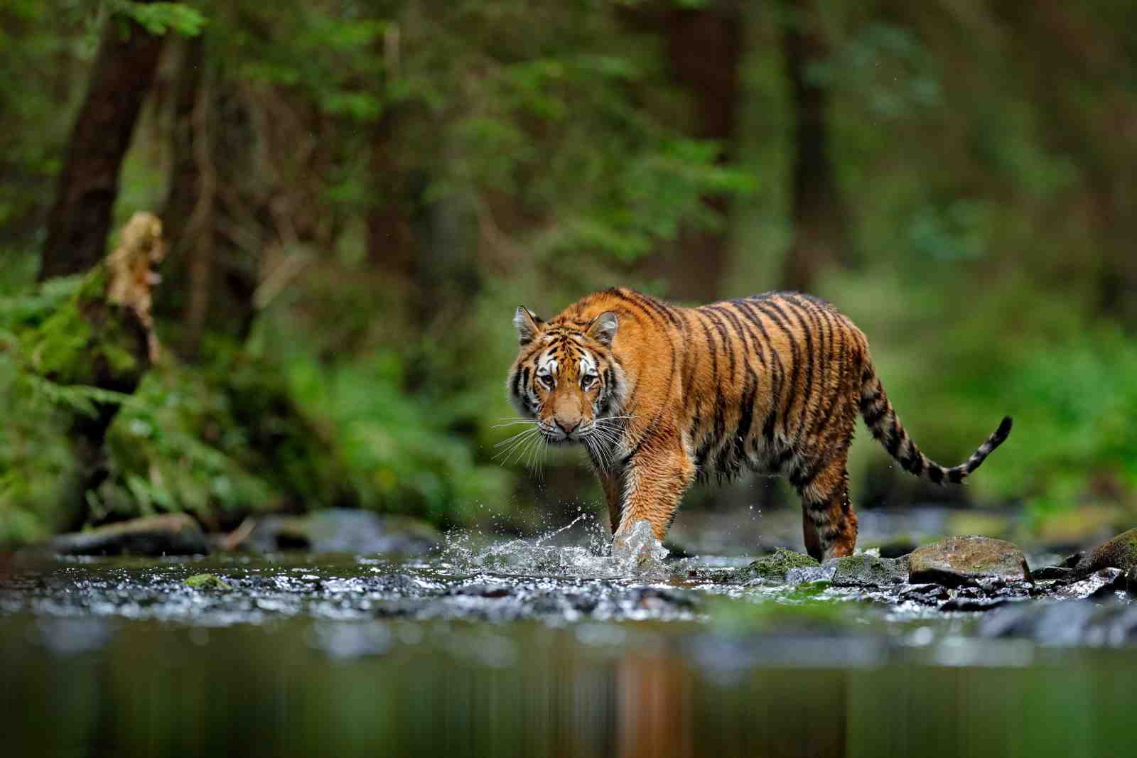 Majestic Tiger River Walk Wall Art