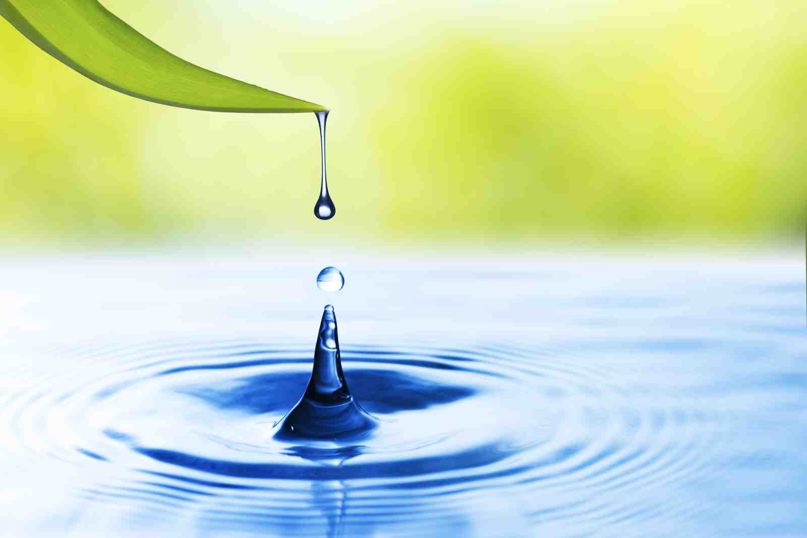 Serene Water Drop Leaf Wall Art