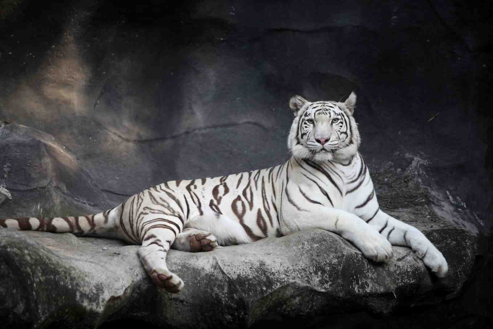Majestic White Tiger Portrait Wall Art