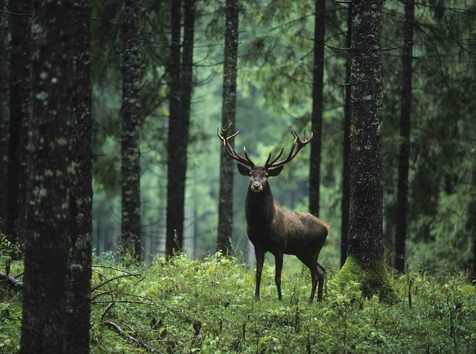 Majestic Stag Forest Nature Wall Art