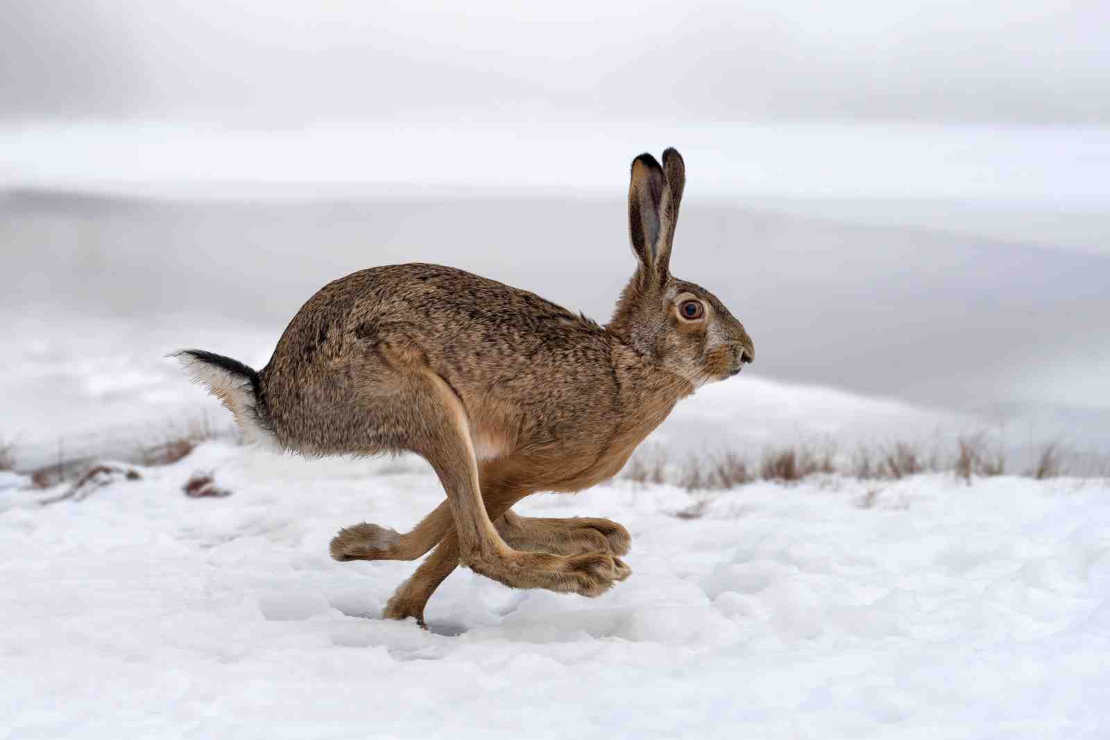 Majestic Hare in Motion Snowy Landscape Wall Art