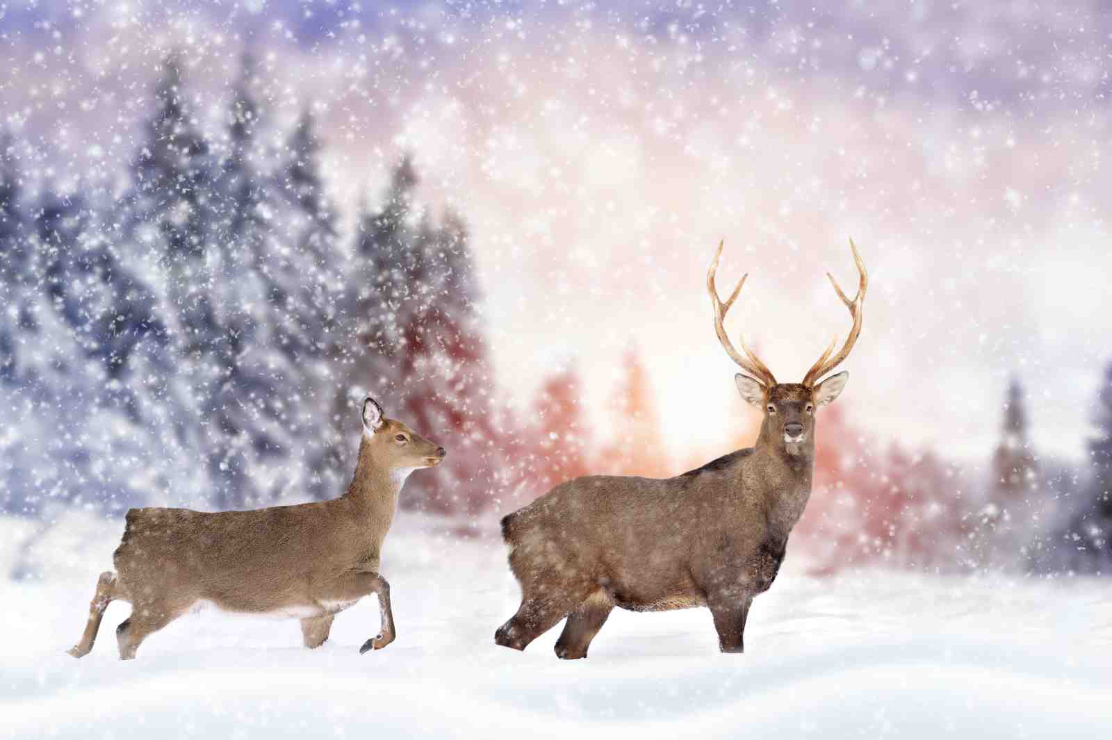 Majestic Deer Winter Scene Wall Art