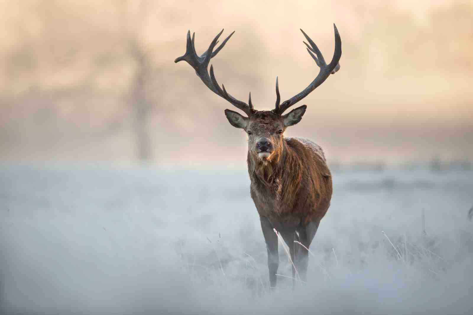 Majestic Stag Wildlife Art Wall Art