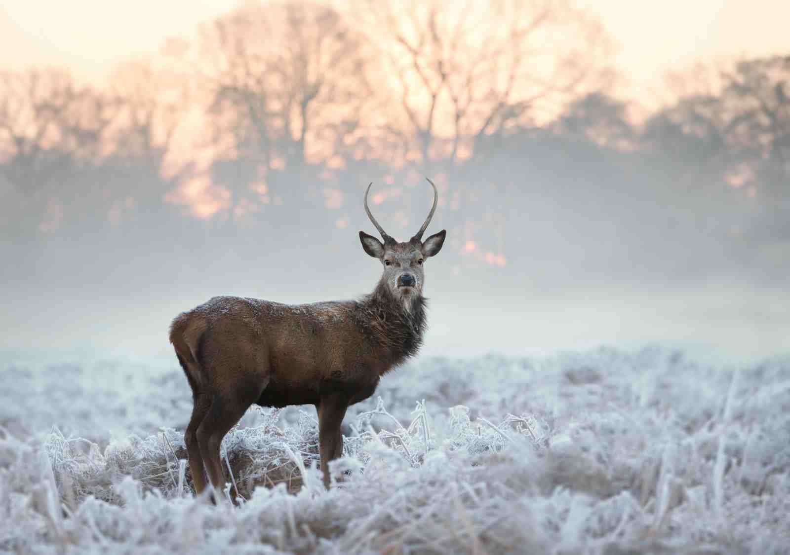 Majestic Stag in Frosty Landscape Wall Art